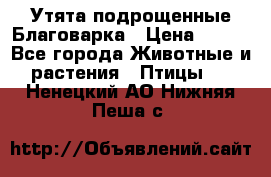 Утята подрощенные Благоварка › Цена ­ 100 - Все города Животные и растения » Птицы   . Ненецкий АО,Нижняя Пеша с.